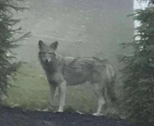 Egy új hibrid farkasfajta fenyegeti New York külvárosainak lakóit