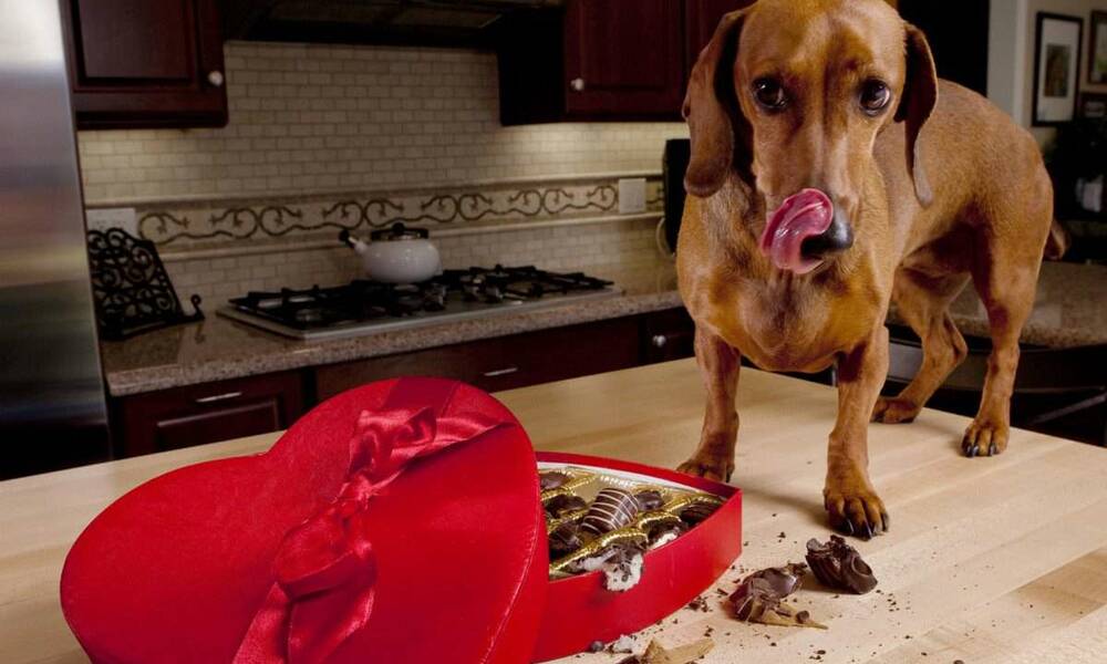Karácsonykor gyakori a kutyák csokoládémérgezése