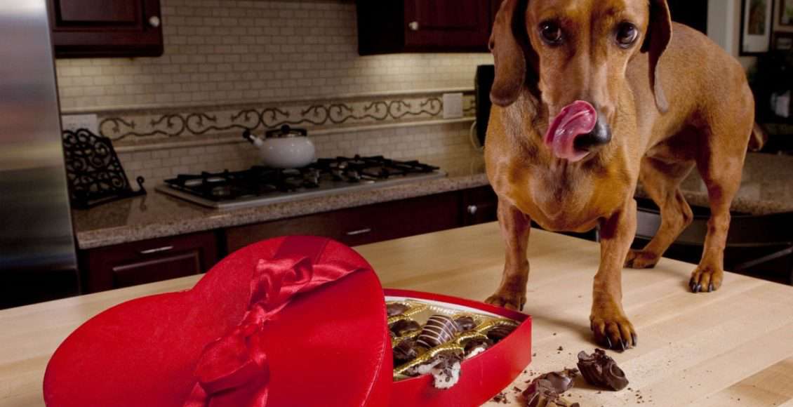 Karácsonykor gyakori a kutyák csokoládémérgezése