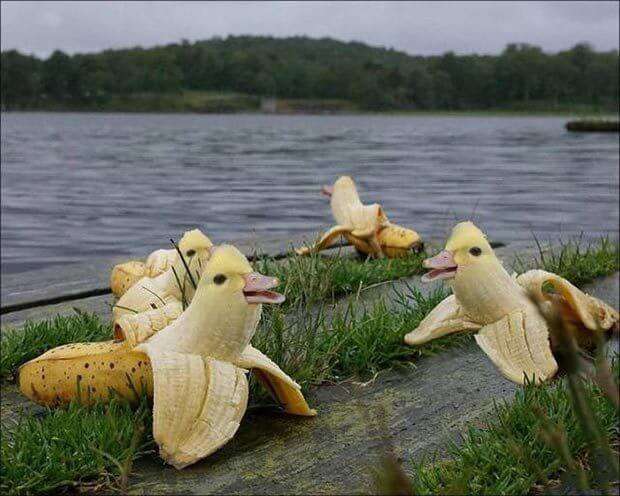 banán kacsa