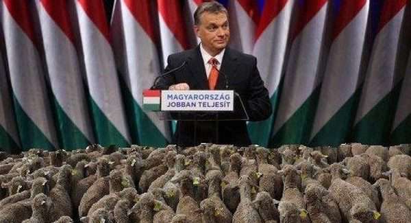 Nekünk Orbán kell, a tolvaj élősködő, mert ismer bennünket
