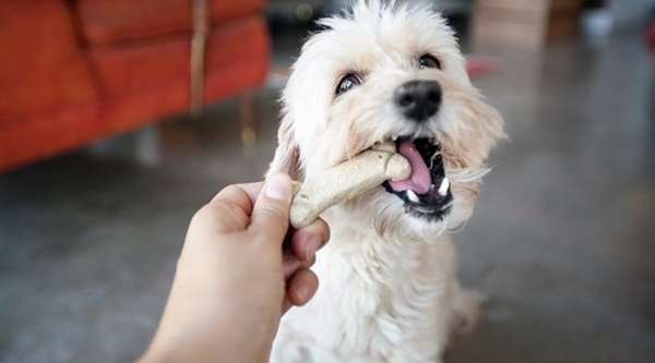 dog-biscuit