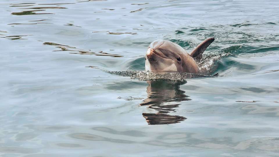 Elpusztultak az ukrán haditengerészet delfinjei az Oroszországhoz csatolt Krímben