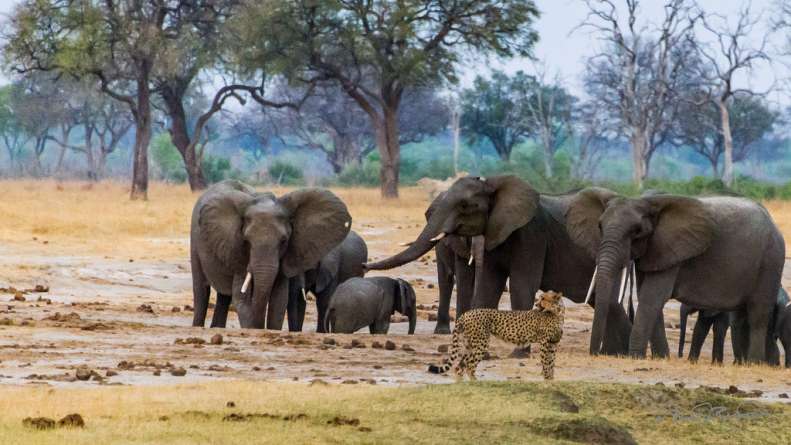 Fegyveres nők védelmezik az elefántokat Zimbabwében
