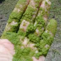 alga-balaton