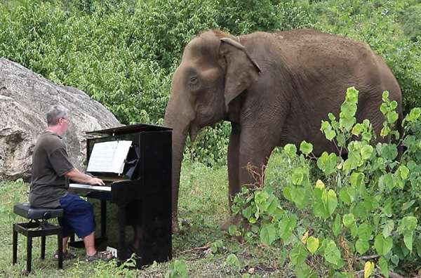 az elefánt imádja a zenét