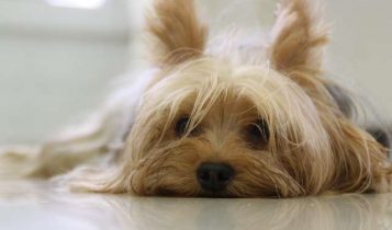 yorkshire-terrier