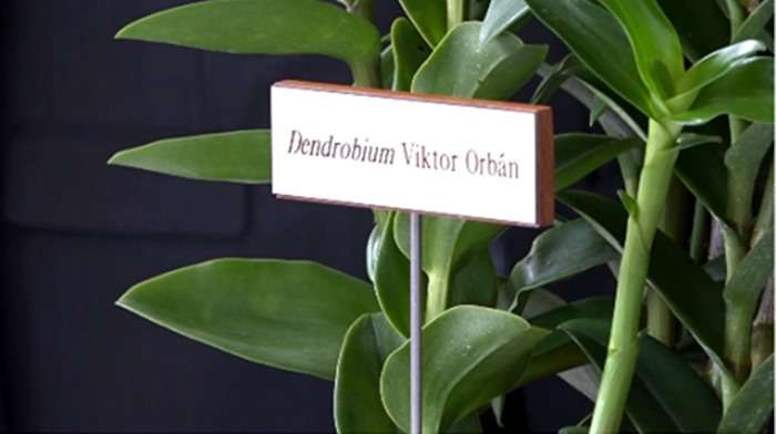 orban-orchidea