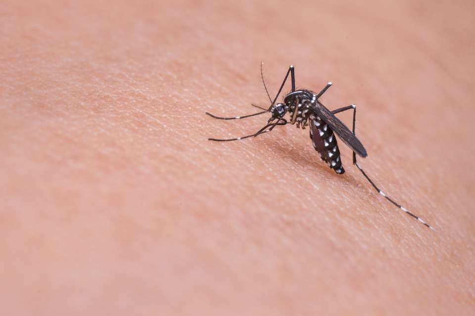 Négy térségben folytatódik a szúnyogirtás a héten