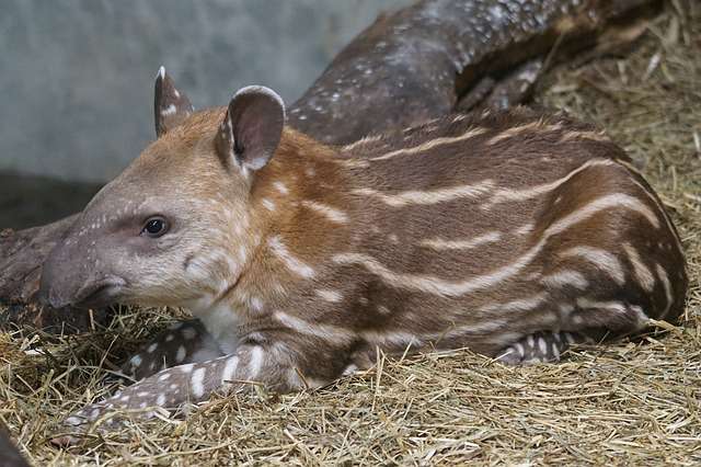 Hat napot élt, elpusztult az állatkertben született tapírborjú
