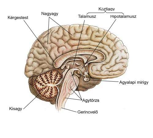 Az agy állapotát meghatározó, alapvető fontosságú hálózatot fedeztek fel magyar kutatók