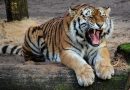 Tigristámadás a magyar állatkertben