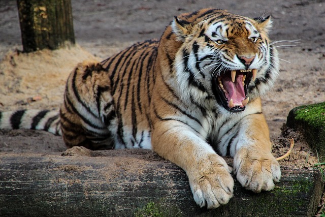 Tigristámadás a magyar állatkertben