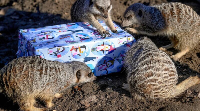 Állat-karácsony - Így ünnepeltek a debreceni állatkert lakói és látogatói