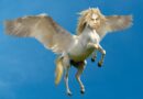 pegasus