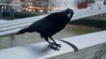 Hitchcock-film Magyarországon? - Már a spájzban vannak az emberre támadó varjak