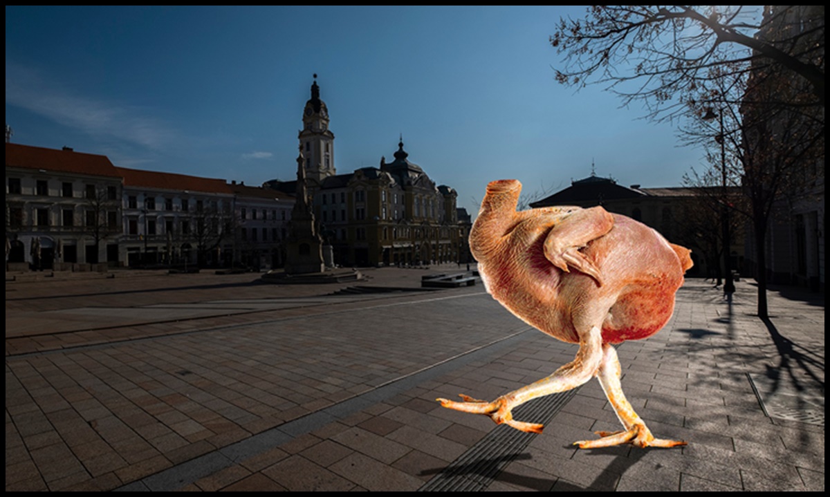 Egy bűnöző csirke ámokfut a városunkban! - Cseri László szemüvegén keresztül szülővárosa Orbániában