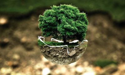 A NER az Ő bölcsességében alapított nemzeti kertészetet is? - kérdezte egy kommentelő, amikor megtudta, hogy 21 fát 21 millió/db. áron ültetnének